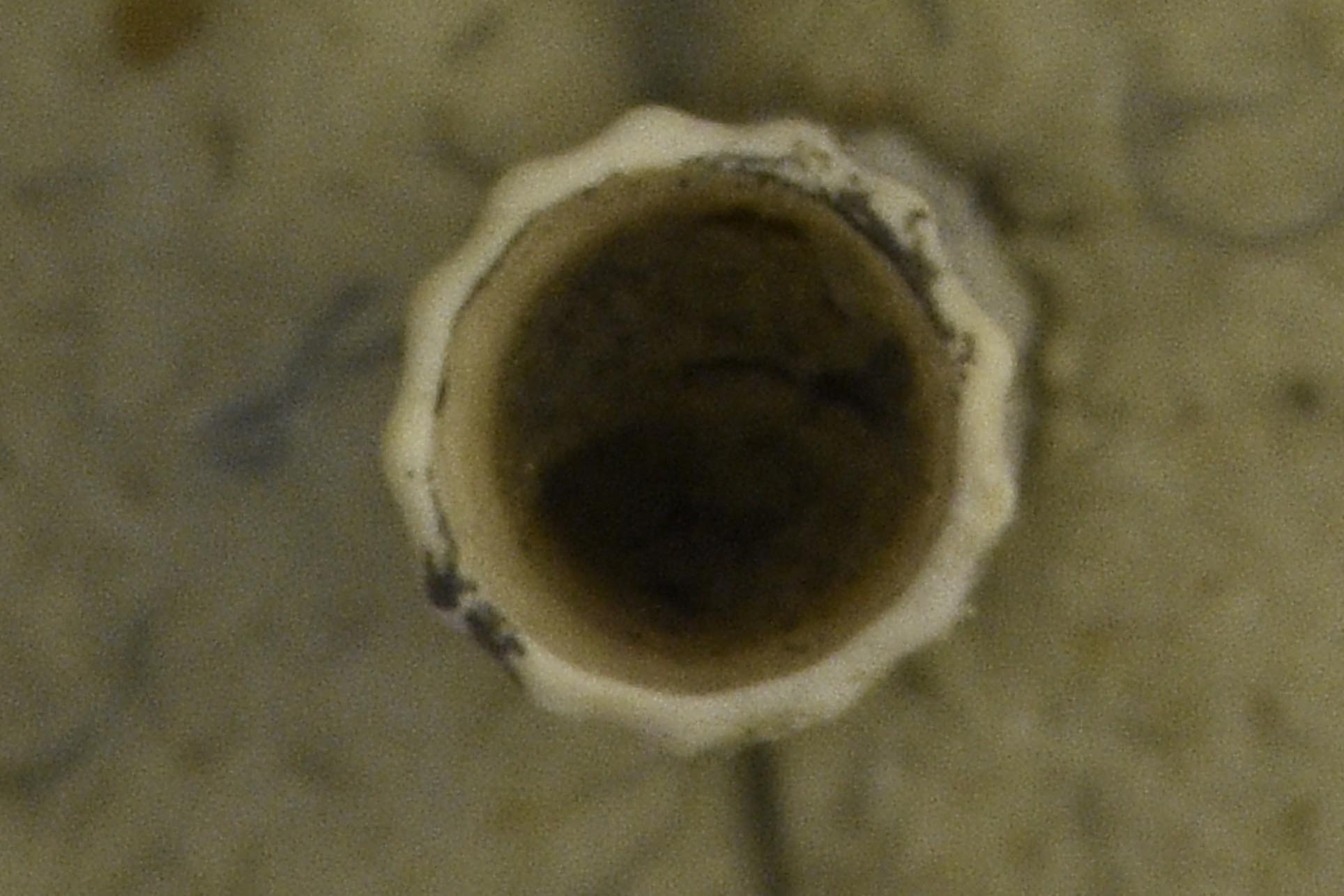 Bolinus brandaris: forma attuale??